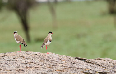 pair of Crowned Plover (Lapwing) - Vanellus coronatus standing on a rock