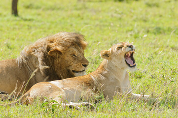 Closeup of a  Lion and lioness (scientific name: Panthera leo, or 