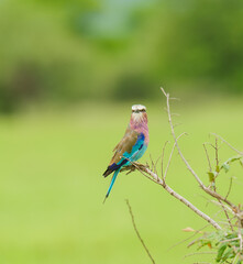 Lilac-breasted roller (coracias caudatus) resting on a branch