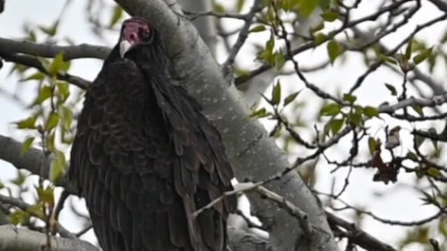 Close-up footage capturing turkey vultures resting on tree branches in Kamloops, British Columbia.