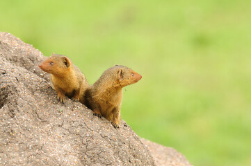 Pair of Common Dwarf Mongoose (Helogale parvula) on a termite hill