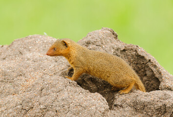 Common Dwarf Mongoose (Helogale parvula) on a termite hill