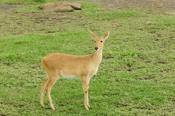 Obraz premium Closeup of Reedbuck (scientific name: Redunca redunca, or 