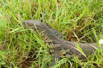 Closeup of Nile Monitor (scientific name: Varanus niloticus or 