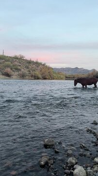 horse crossing river at sunset