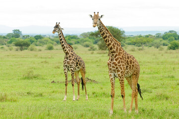 Pair of Masai Giraffe (Giraffa camelopardalis tippelskirchi or 