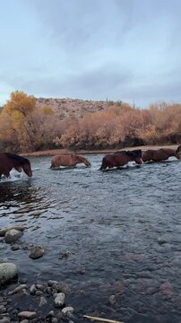 wild horses cross river
