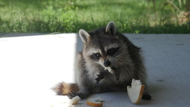 A wild raccoon eats bread. Wildlife. Raccoon