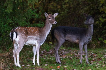 Two deer standing side by side in a wooded area during autumn, showcasing contrasting colors and serene natural surroundings
