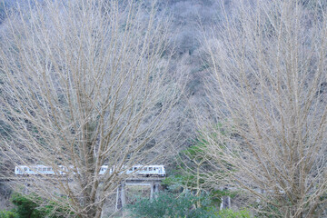 落葉した双子大銀杏の背後を静かに進む三江線