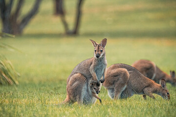A group of kangaroos grazing peacefully in an open field, with a young joey peeking out of its mother's pouch. The soft green grass and scattered trees in the background create a serene atmosphere, em