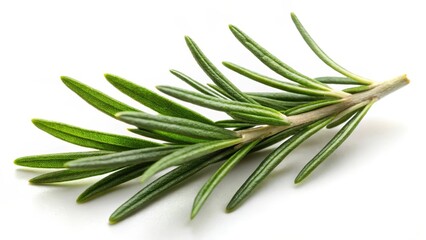 Fototapeta premium A single rosemary leaf with a slightly crinkled surface and prominent veins, placed against a pure white background , Rosemary Leaf Herbal, Botanicals