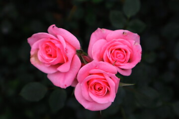 pink roses in a garden