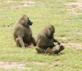 Pair of Olive Baboons (scientific name: papio anubis, or Nyani in Swaheli) in Lake Manyara National park, Tanzania