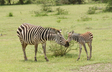 Closeup of Burchell's Zebra  (scientific name: Equus burchelli, subspecies Equus burchelli boehmi or 