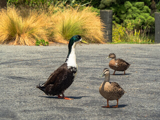 Northbbrook Wetlands Dec 2024