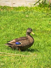 Northbbrook Wetlands Dec 2024