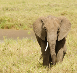Fototapeta premium Closeup of African Elephant (scientific name: Loxodonta africana, or 