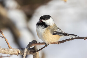 black-capped chickadee (Poecile atricapillus) in winter