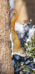 American red squirrel (Tamiasciurus hudsonicus) 