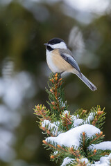 black-capped chickadee (Poecile atricapillus) in winter