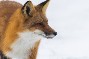 Red fox  in harsh Canadian winter