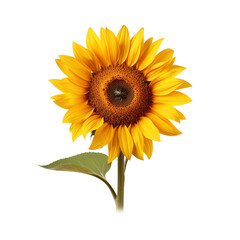 Obraz premium sunflower on transparent background