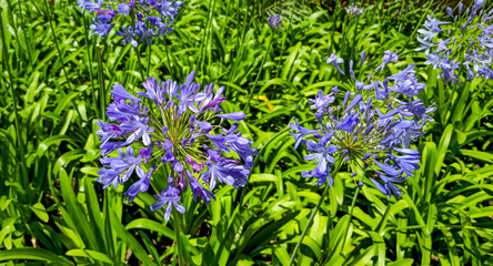 Obraz premium Vibrant Purple Agapanthus Flowers Blooming Among Lush Green Foliage in a Colorful Garden Setting