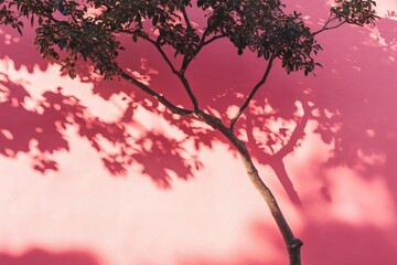 Fototapeta premium Tree shadow on a pink wall.