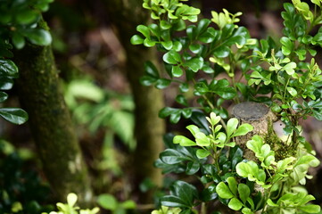 Close-up of fragrant Aglaia odorata leaves, arranged in pinnate patterns, embodying elegance in their smooth texture and vibrant green tones.