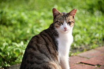 A cat sits calmly on a red brick pathway, its eyes locked on the camera with an attentive gaze. Behind it, sunlight bathes the grassy background, creating a warm and serene atmosphere.