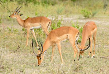 Closeup of Impala (scientific name: Aepyceros melampus, or 
