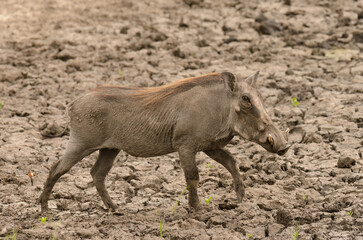 Closeup of Warthog (scientific name: Phacochoerus aethiopicus, or 