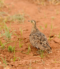 Crested Francolin (Francolinus sephaena)