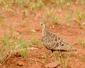 closeup of Crested Francolin (Francolinus sephaena)