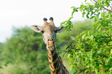 Closeup of Masai Giraffe (Giraffa camelopardalis tippelskirchi or "Twiga" in Swaheli) image taken on Safari located in the Serengeti National park,Tanzania