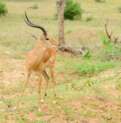 Closeup of Impala (scientific name: Aepyceros melampus, or "Swala pala" in Swaheli) in the Tarangire National park, Tanzania