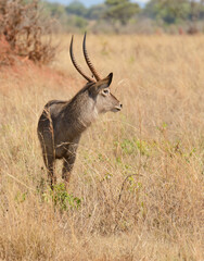 Closeup of Waterbuck (Kobus ellipsiprymnus) in the Tarangire National park, Tanzania