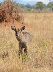 Closeup of Waterbuck (Kobus ellipsiprymnus) in the Tarangire National park, Tanzania