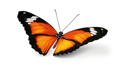 Fototapeta premium A vibrant orange and black butterfly with intricate wing patterns.