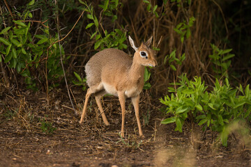 Closeup of Kirk's Dik-dik (Madoqua) in the Tarangire, National park, Tanzania