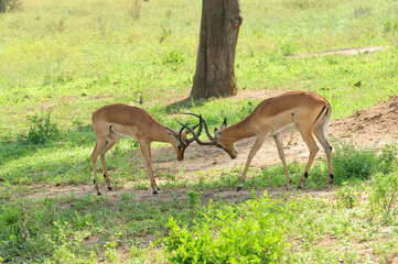 Closeup of Impala (scientific name: Aepyceros melampus, or "Swala pala" in Swaheli) in the Tarangire National park, Tanzania