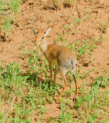 Closeup of Kirk's Dik-dik (scientific name: Madoqua , or "Dikidiki" in Swaheli) in the Serengeti/Tarangire, Lake Manyara, Ngorogoro National park, Tanzania