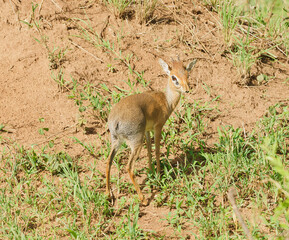 Closeup of Kirk's Dik-dik (scientific name: Madoqua , or "Dikidiki" in Swaheli) in the Serengeti/Tarangire, Lake Manyara, Ngorogoro National park, Tanzania