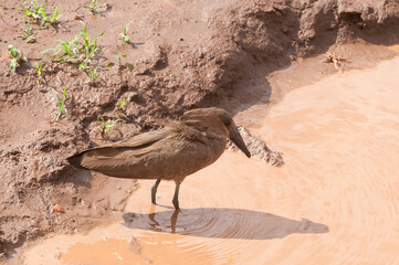 Hamerkop in a puddle (Scopus u. umbretta) in Tarangire National Park