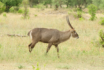 Closeup of Waterbuck (scientific name: Kobus ellipsiprymnus, or 