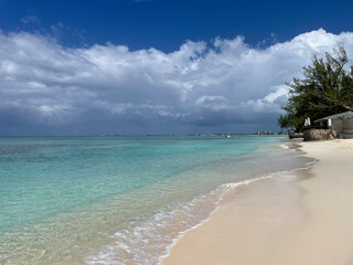 beach with palm trees