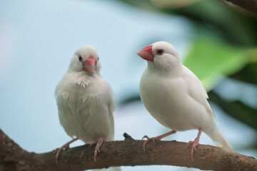 White-rumped Munias (Java Sparrows) at Play
