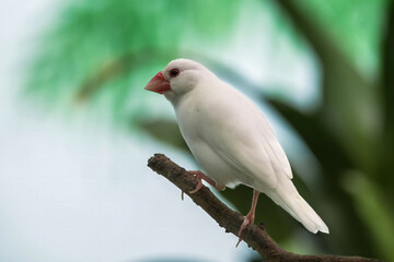 White-rumped Munias (Java Sparrows) at Play
