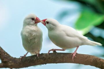 White-rumped Munias (Java Sparrows) at Play